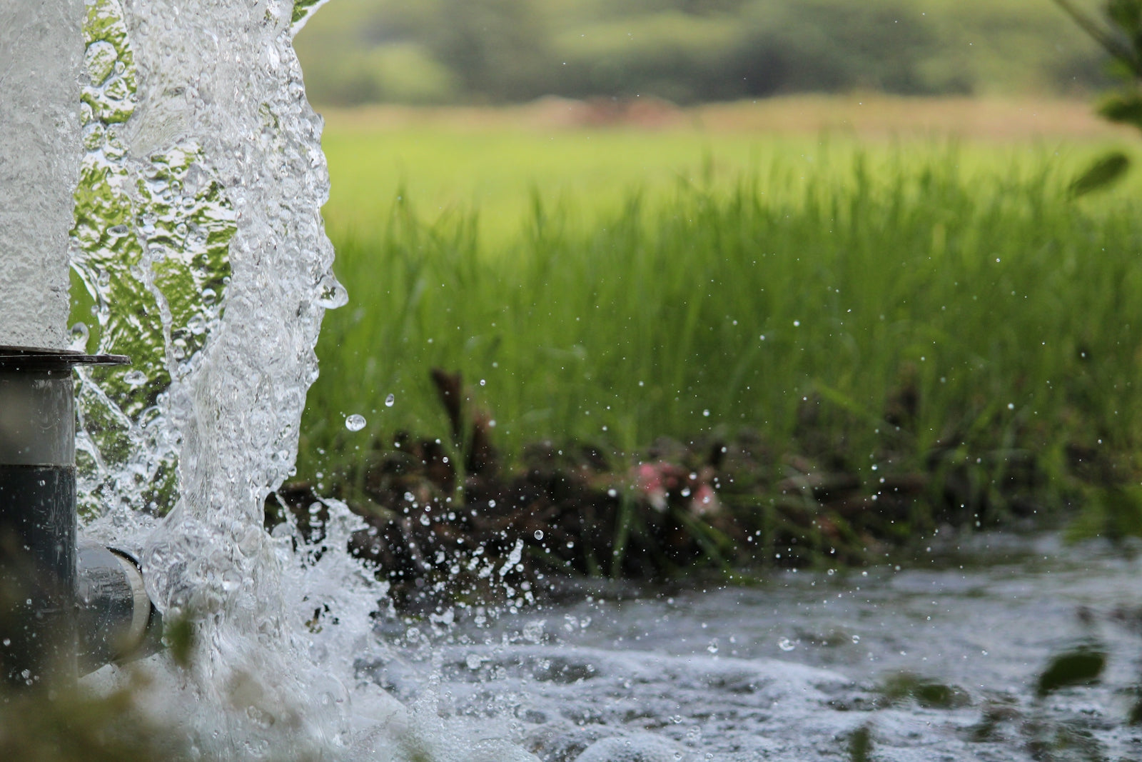 water splash on green grass during daytime
